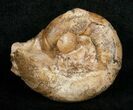 Uraloceras Ammonite From Kazakhstan - Permian #5029-1